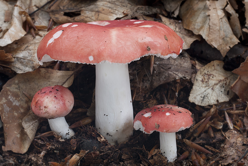 Russula nobilis